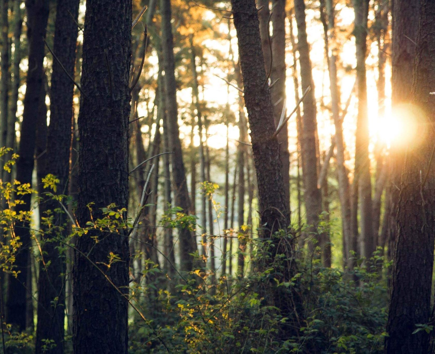 Umwelt und Natur | Photo by unsplash.com @dan_stark Baumbestand in der Natur