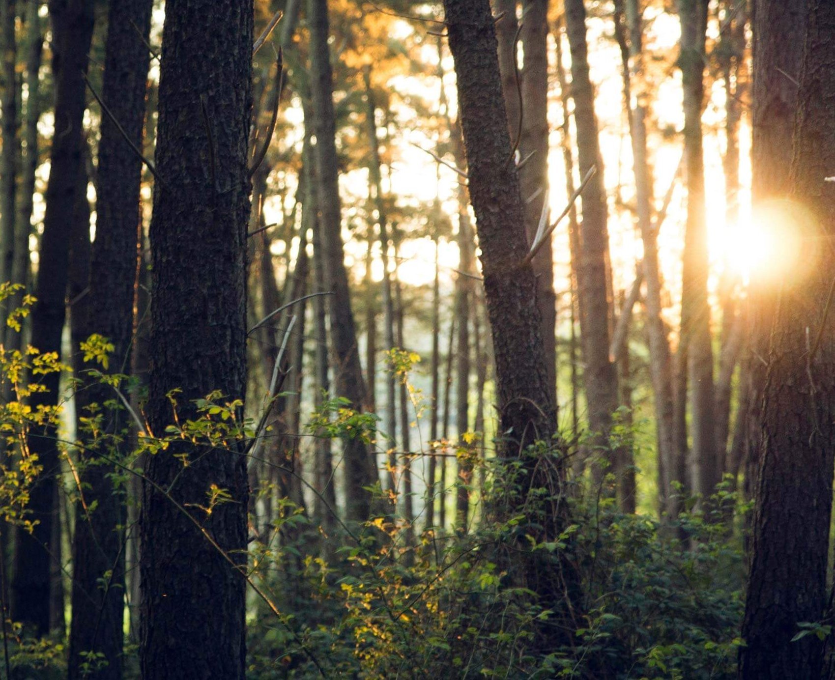 Baumbestand in der Natur